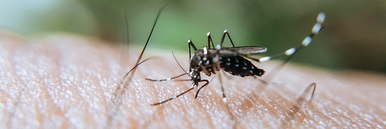 Picada mosquito