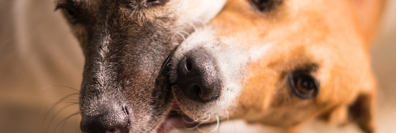 Cuidados dos Animais