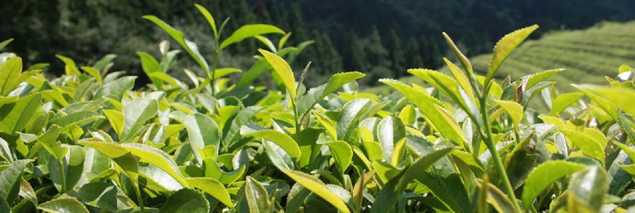 Plantação de Chá